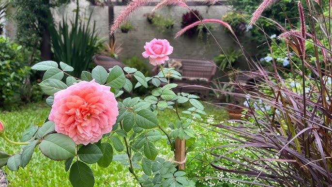 Dicas para Decoração de Casa com Vasos de Rosas